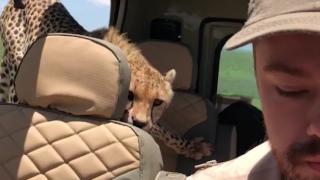 Гепард скочи в джип, докато в него има човек (ВИДЕО)  