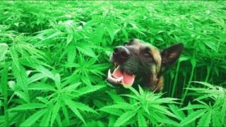 Уест сайд стори от Петрич: Нива с канабис в двора, но изненадата бе в гардероба