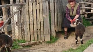 Санданчани пропищяха от огромен звяр, страхуват се дори да излязат