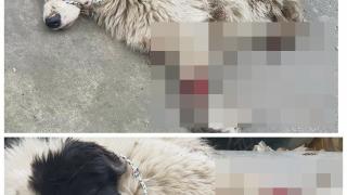Къде е християнското милосърдие? Осакатиха куче и го оставиха да агонизира на гробище (СНИМКИ)