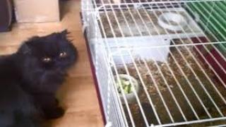 Котаракът на Скрипал е бил изгорен с огнехвъргачка (ВИДЕО)