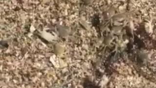 Невиждано явление на плажа край Бургас (ВИДЕО)