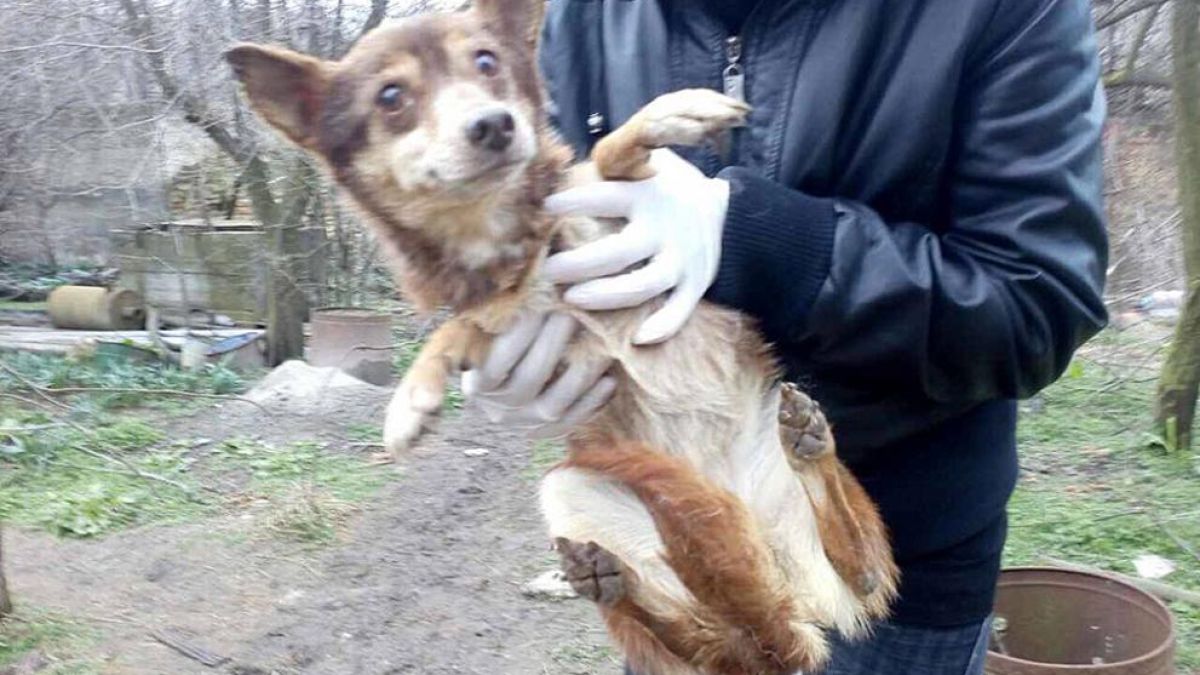 Разкриха още един животински концлагер край Варна! Тези СНИМКИ на измършавели кученца ще ви ядосат