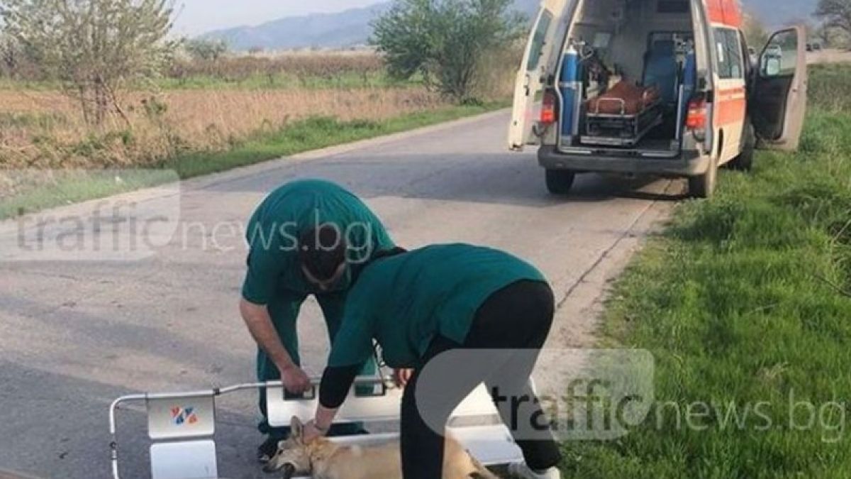 Спрялата линейка за блъснато куче взриви интернет!
