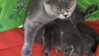 Котка осинови новородени енотчета и се грижи за тях като свои (ВИДЕО)