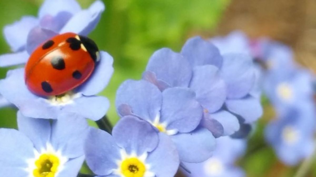 10 неща, които ще донесат късмет в дома ви (СНИМКИ)