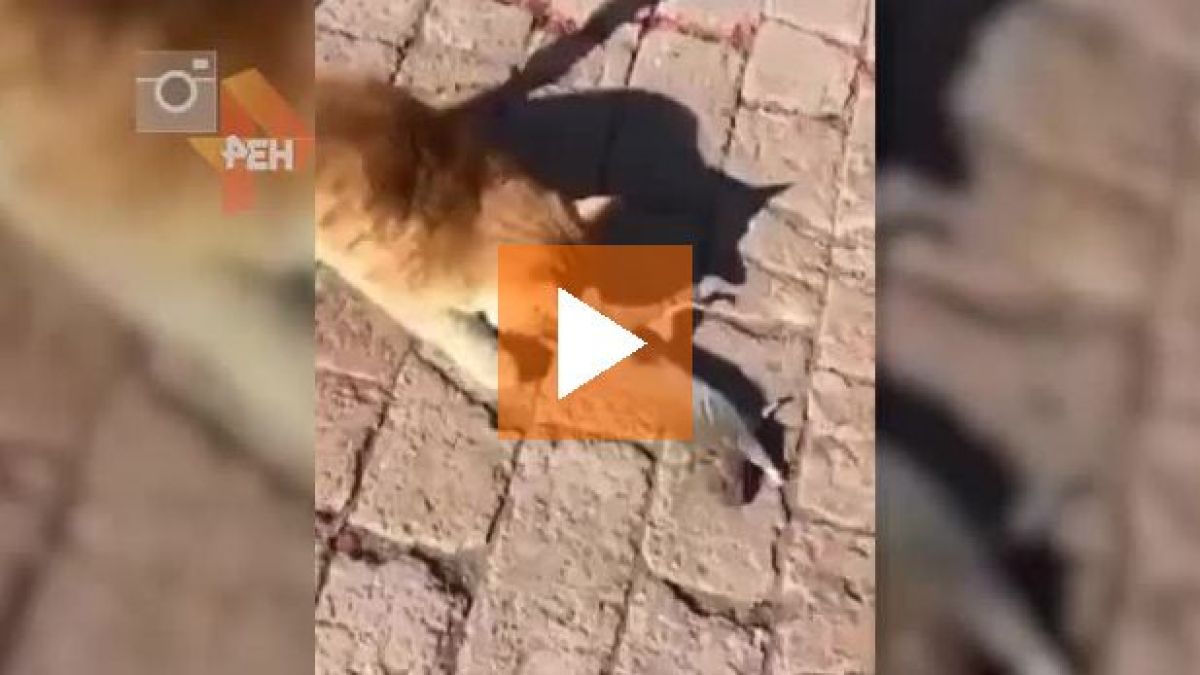 Този плъх заслужава Оскар за начина, по който измами котката (ВИДЕО)