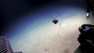 Учени откриха невиждано до момента същество в Мексиканския залив (ВИДЕО)