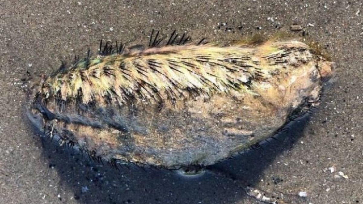 Зловещо същество бе изхвърлено от река край Ливърпул, никой не знае какво е (СНИМКИ)