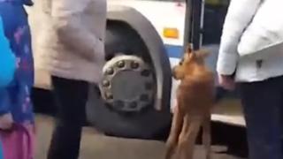 Бебе лос се опита да се качи в автобус в Карелия
