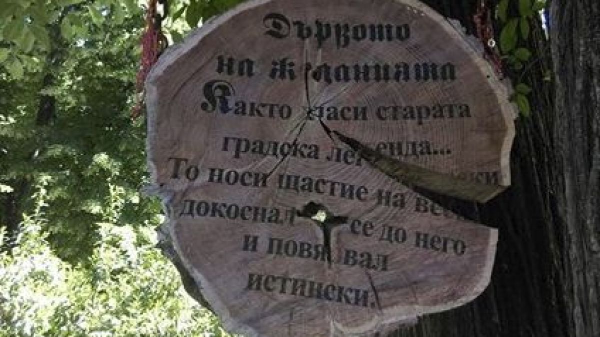 Това дърво помага на всеки, който го докосне