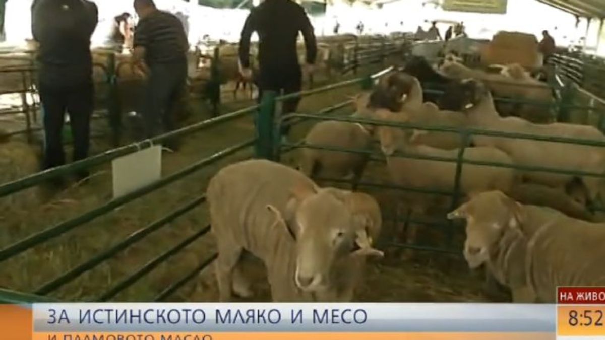 Овцевъдите се събраха на поредния национален събор (ВИДЕО)