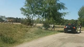Гепарди подгониха семейство в сафари парк заради селфи (ВИДЕО)