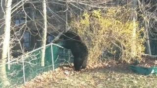 Гладна мечка хоро не играе: Космат звяр потроши цяла кола заради миризмата на… (СНИМКИ)