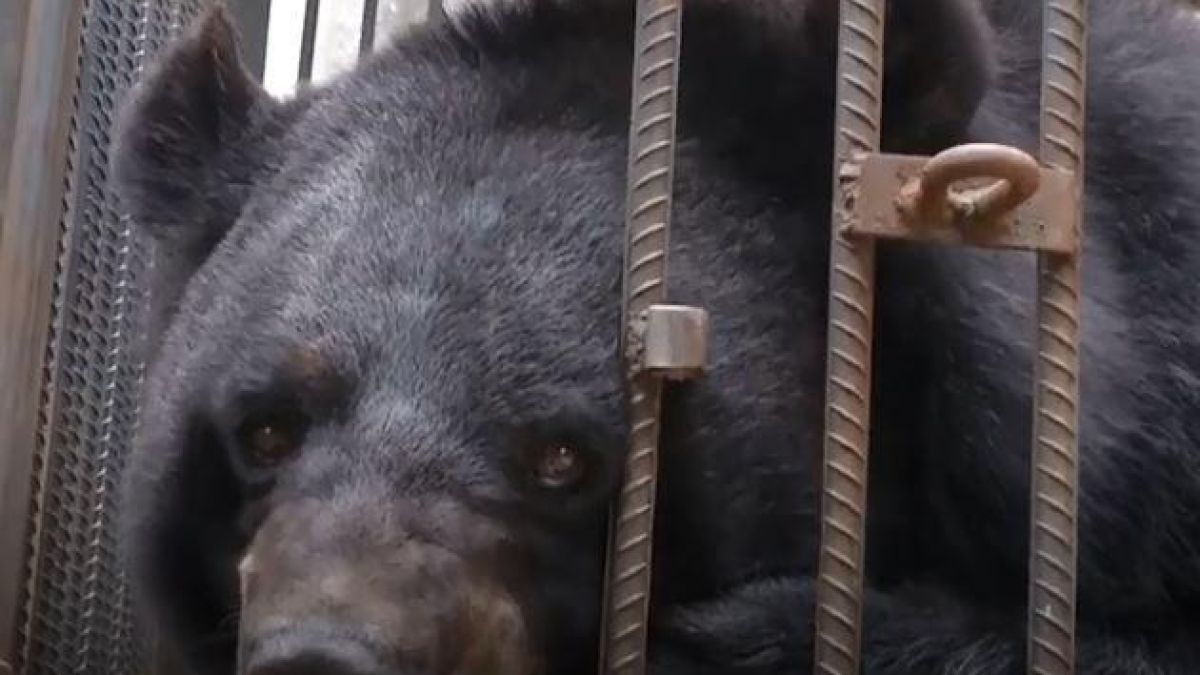 Семейство две години отглежда страшен звяр в дома си, мислейки го за… куче (СНИМКИ/ВИДЕО)