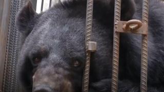 Семейство две години отглежда страшен звяр в дома си, мислейки го за… куче (СНИМКИ/ВИДЕО)