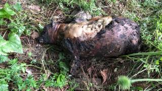 Брутална жестокост край Асеновата крепост потресе пловдивчани (СНИМКИ 21+)
