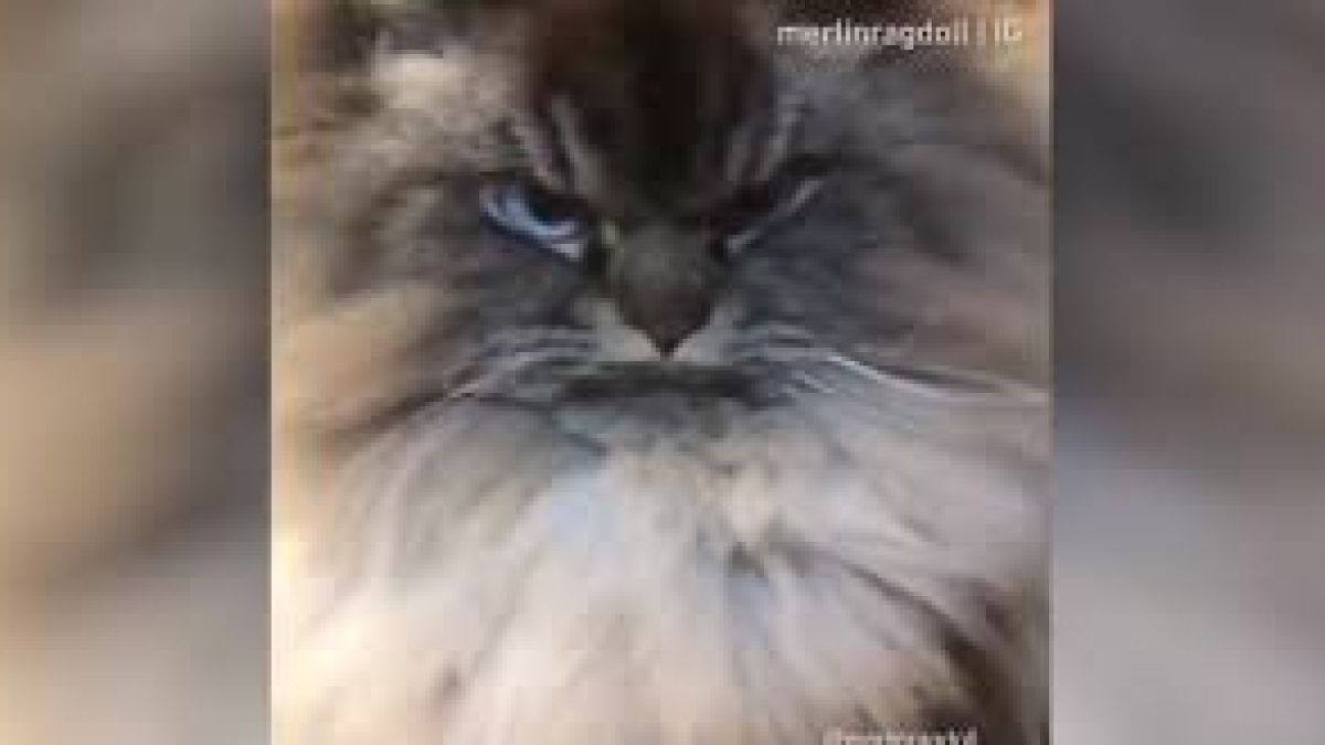 Котка, която сякаш олицетворява цялото зло на света, разсмя мрежата (ВИДЕО)