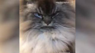 Котка, която сякаш олицетворява цялото зло на света, разсмя мрежата (ВИДЕО)