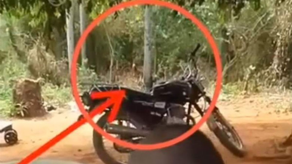 Чудовище попадна на ВИДЕО в Парагвай