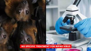 Светът е пред прага на страшна епидемия! Вирусът Нипа е новата Ебола, СЗО го постави в Топ 10 на най-опасните патогени