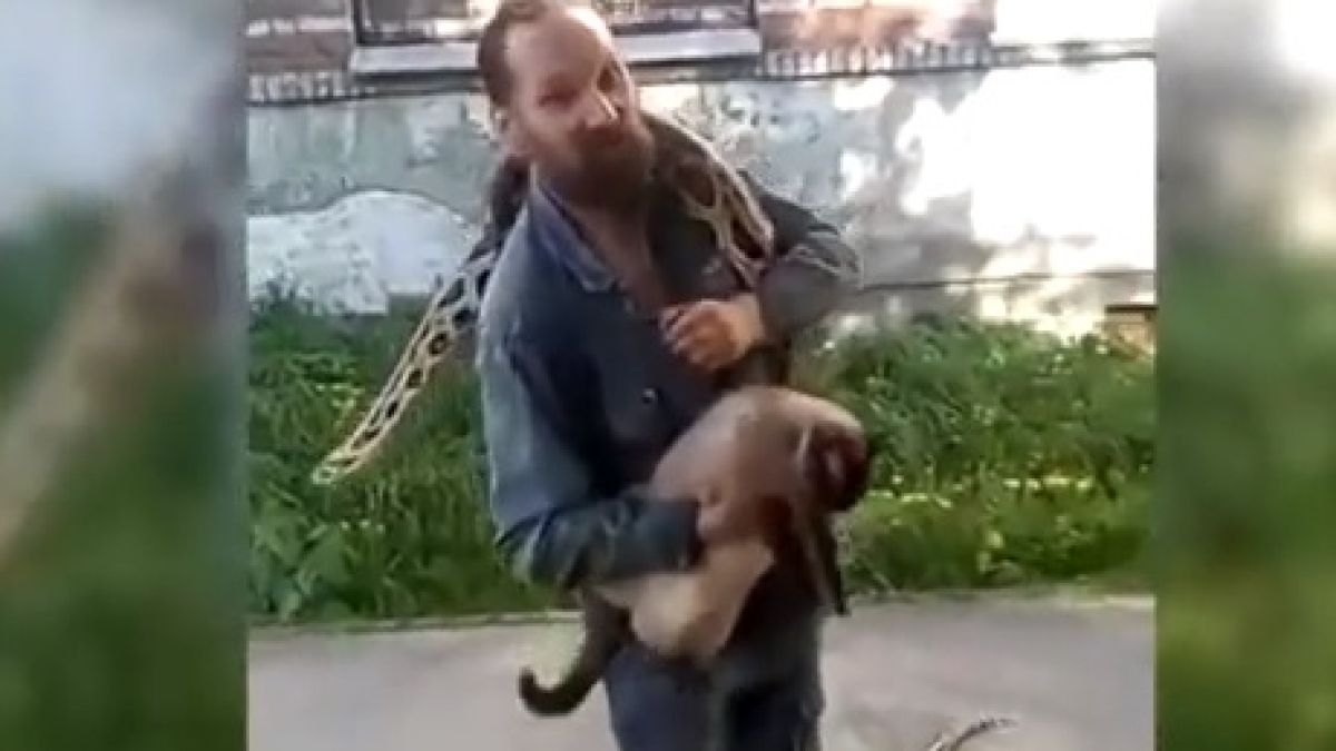 Пълен шаш: Мъж се разхожда не с жена, а с гигантски питон и сиамски котарак (ВИДЕО)