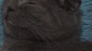 Котката Моника си осинови бебе рис и умили всички (ВИДЕО)