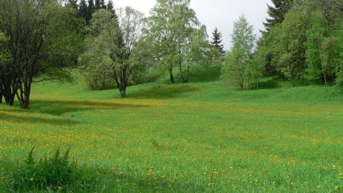 Тази билка цери главоболие, копривата гони алергиите