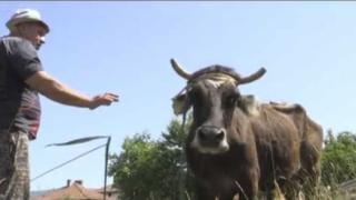 Бременната крава Пенка избяга в съседна Сърбия и сега ще трябва да се прости с живота си, защото... 