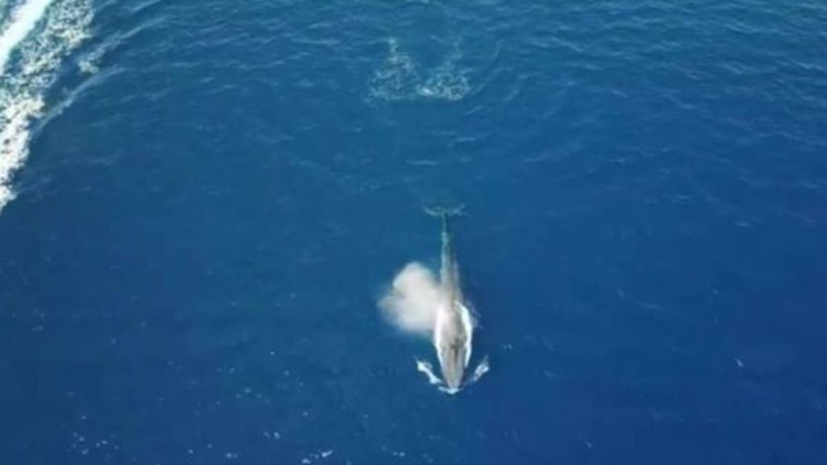 Невероятно: За първи път в Червено море се появи... (СНИМКА)