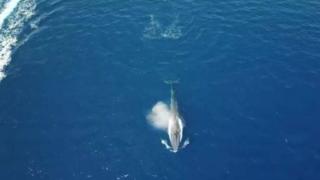 Невероятно: За първи път в Червено море се появи... (СНИМКА)