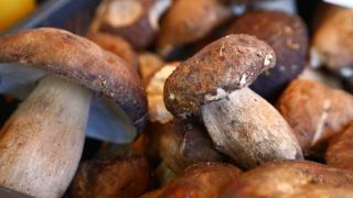 Едва ли сте чували за тази гъба, а е истински вълшебен лек