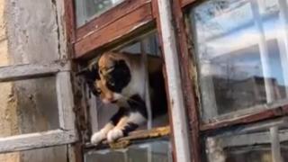 Котка предателка изобличи любовница и издаде длъжник на алименти на колекторите (ВИДЕО)