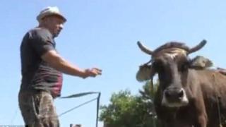 Дейли мейл: Българската крава Пенка ще бъде екзекутирана - напуснала границите на ЕС (ВИДЕО)
