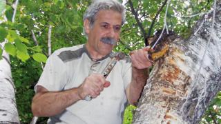 Експерт разкри коя българска гъба регулира кръвното налягане!
