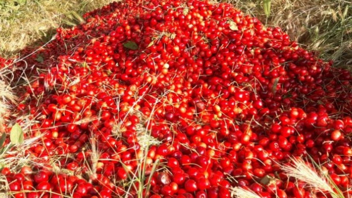 Хвърлят череши на боклука, цената се срина в първия ден на кампанията, а фермери фалират (ВИДЕО)