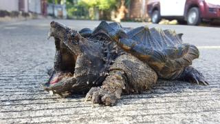 Учител в САЩ нахрани костенурка с живо кученце пред очите на учениците си