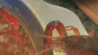 Рак избяга от тенджерата и се превърна в... домашен любимец (ВИДЕО)