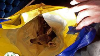 Гъбари с огромно зверство срещу сърничка заради 5 лева (СНИМКИ)