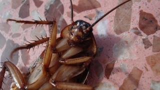 Защо любимото място на хлебарките е... човешкото ухо?