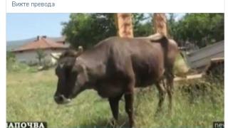 Кравата Пенка вече е световна знаменитост! Защити я и сър Пол Макартни!
