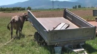 Съюзът на ветеринарите с категорична подкрепа към БАБХ по казуса с кравата Пенка