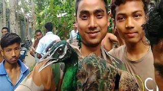 Изверги! Индийци убиха паун в името на ефектно селфи (СНИМКИ)