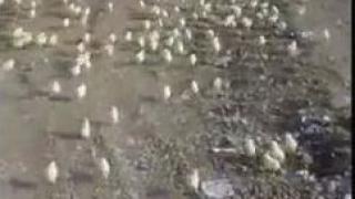 Пълен шаш: Хиляди пилета се излюпиха от яйца, изхвърлени на боклука (ВИДЕО)