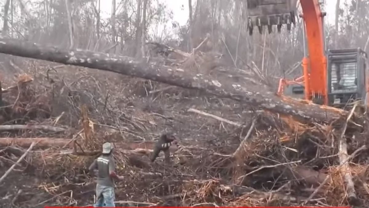 Природата отвръща на удара: Орангутан срещу булдозер (ВИДЕО)