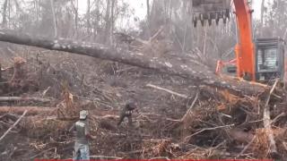 Природата отвръща на удара: Орангутан срещу булдозер (ВИДЕО)
