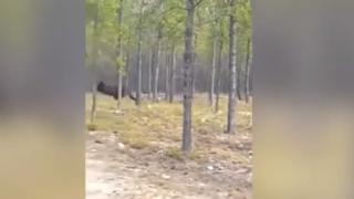 Мрежата е в ужас! Всички се дивят на това полукуче - получовек, което напада жестоко (ВИДЕО)