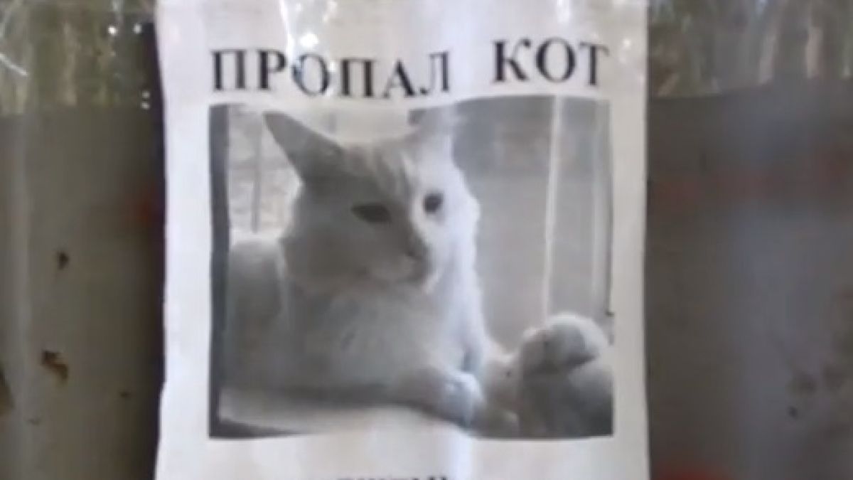 Оптична илюзия с изчезнала котка, гледаща минувачите, взриви мрежата (ВИДЕО)