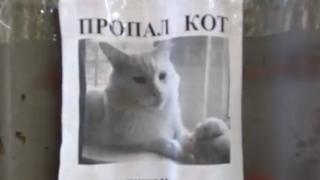 Оптична илюзия с изчезнала котка, гледаща минувачите, взриви мрежата (ВИДЕО)
