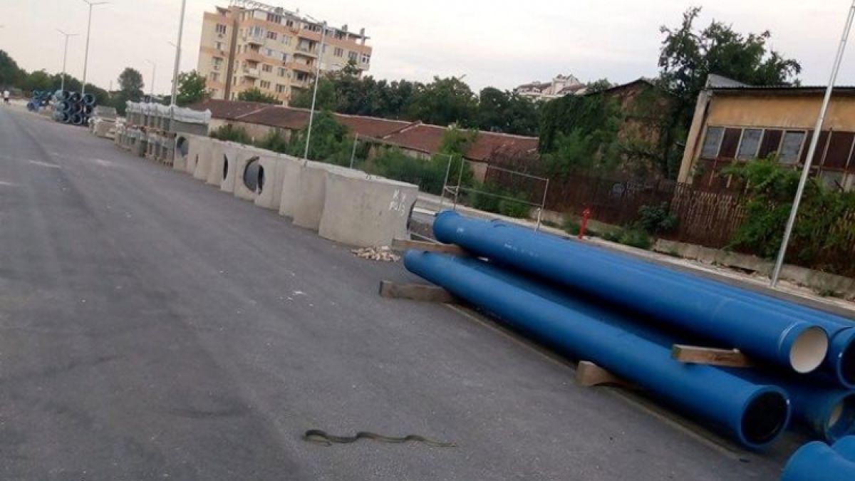Пловдивчани в ужас, страховито влечуго дебне в "Кършияка" (СНИМКА)